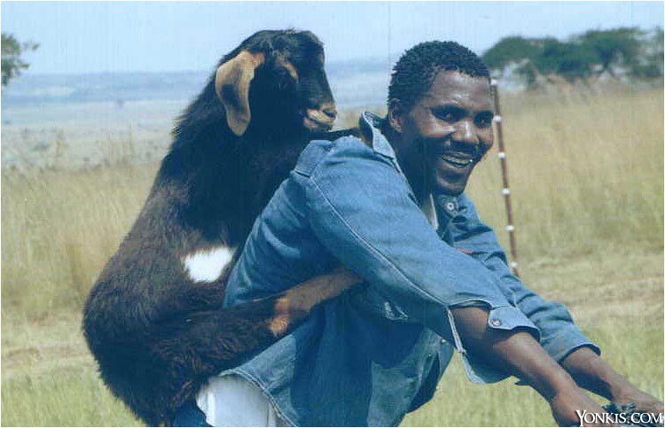chevre2.jpg