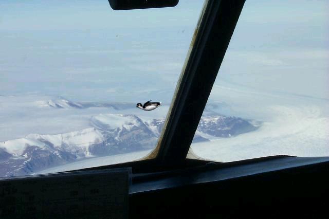 pingu cockpit.jpg
