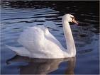 cygne.jpg