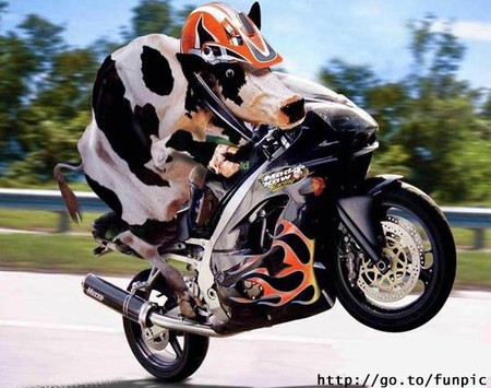 vache.jpg