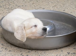 chiot%20de%20joy%201.jpg