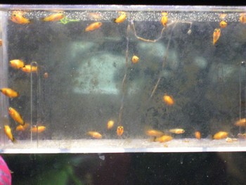 poisson 2.jpg