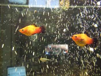 poisson 5.jpg
