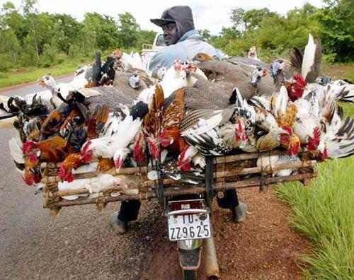 poule.jpg