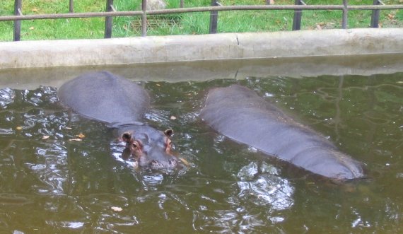 zoo023.jpg