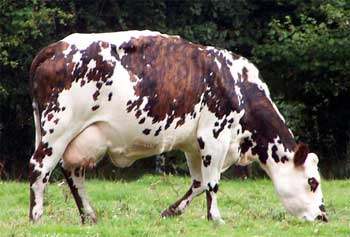 vache_normande_ss.jpg