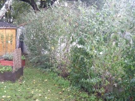 buddleia net2.jpg