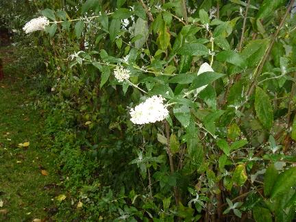 buddleia net.jpg
